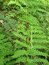  ( - MLTV87)  @11 [ ] Copyright (2011) Malie Lessard-Therrien Unspecified
