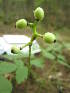  ( - MLTV90)  @11 [ ] Copyright (2011) Malie Lessard-Therrien Unspecified