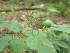  ( - MLTV91)  @11 [ ] Copyright (2011) Malie Lessard-Therrien Unspecified