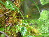  ( - TJD-675)  @11 [ ] CreativeCommons - Attribution Non-Commercial (2013) MTMG McGill University Herbarium