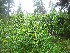  ( - TJD-677)  @11 [ ] CreativeCommons - Attribution Non-Commercial (2013) MTMG McGill University Herbarium