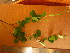  ( - TJD-677)  @11 [ ] CreativeCommons - Attribution Non-Commercial (2013) MTMG McGill University Herbarium