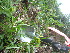  ( - TJD-678)  @11 [ ] CreativeCommons - Attribution Non-Commercial (2013) MTMG McGill University Herbarium