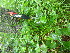  ( - TJD-687)  @11 [ ] CreativeCommons - Attribution Non-Commercial (2013) MTMG McGill University Herbarium