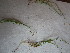  ( - TJD-687)  @11 [ ] CreativeCommons - Attribution Non-Commercial (2013) MTMG McGill University Herbarium