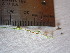  ( - TJD-687)  @11 [ ] CreativeCommons - Attribution Non-Commercial (2013) MTMG McGill University Herbarium