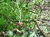  ( - TJD-688)  @11 [ ] CreativeCommons - Attribution Non-Commercial (2013) MTMG McGill University Herbarium