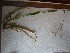  ( - TJD-688)  @11 [ ] CreativeCommons - Attribution Non-Commercial (2013) MTMG McGill University Herbarium