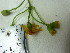  ( - TJD-692)  @11 [ ] CreativeCommons - Attribution Non-Commercial (2013) MTMG McGill University Herbarium