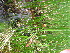  ( - TJD-693)  @11 [ ] CreativeCommons - Attribution Non-Commercial (2013) MTMG McGill University Herbarium