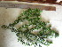  ( - TJD-697)  @11 [ ] CreativeCommons - Attribution Non-Commercial (2013) MTMG McGill University Herbarium