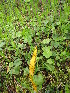  ( - MLTV47)  @11 [ ] Copyright (2011) Malie Lessard-Therrien Unspecified
