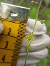  ( - MLTV47)  @11 [ ] Copyright (2011) Malie Lessard-Therrien Unspecified