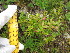  (Vaccinium myrtilloides - MLTV45)  @11 [ ] Copyright (2011) Malie Lessard-Therrien Unspecified