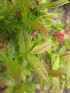  ( - MLTV45)  @11 [ ] Copyright (2011) Malie Lessard-Therrien Unspecified