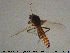 ( - MM-Cer102)  @11 [ ] Creative Commons  Attribution Non-Commercial Share-Alike (2020) NTNU University Museum, Department of Natural History NTNU University Museum, Department of Natural History