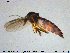  ( - MM-Cer103)  @11 [ ] Creative Commons  Attribution Non-Commercial Share-Alike (2020) NTNU University Museum, Department of Natural History NTNU University Museum, Department of Natural History