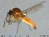  (Palpomyia distincta - MM-Cer114)  @11 [ ] Creative Commons  Attribution Non-Commercial Share-Alike (2020) NTNU University Museum, Department of Natural History NTNU University Museum, Department of Natural History