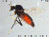  (Bezzia fuliginata - MM-Cer146)  @11 [ ] Creative Commons  Attribution Non-Commercial Share-Alike (2020) NTNU University Museum, Department of Natural History NTNU University Museum, Department of Natural History