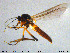 (Palpomyia sp. 6ES - MM-Cer162)  @11 [ ] Creative Commons  Attribution Non-Commercial Share-Alike (2020) NTNU University Museum, Department of Natural History NTNU University Museum, Department of Natural History