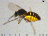  ( - MM-Cer188)  @11 [ ] Creative Commons  Attribution Non-Commercial Share-Alike (2020) NTNU University Museum, Department of Natural History NTNU University Museum, Department of Natural History