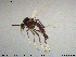  (Bezzia albicornis - MM-Cer191)  @11 [ ] Creative Commons  Attribution Non-Commercial Share-Alike (2020) NTNU University Museum, Department of Natural History NTNU University Museum, Department of Natural History