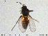  ( - MM-Cer194)  @11 [ ] Creative Commons  Attribution Non-Commercial Share-Alike (2020) NTNU University Museum, Department of Natural History NTNU University Museum, Department of Natural History