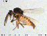  ( - MM-Cer203)  @11 [ ] Creative Commons  Attribution Non-Commercial Share-Alike (2020) NTNU University Museum, Department of Natural History NTNU University Museum, Department of Natural History