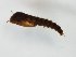  (Bezzia sp. 3ES - MM-Cer232)  @11 [ ] by-nc-sa (2020) Unspecified Tromsø University Museum