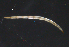  ( - MM-Cer331)  @11 [ ] Creative Commons  Attribution Non-Commercial Share-Alike (2021) NTNU University Museum, Department of Natural History NTNU University Museum, Department of Natural History