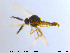  ( - MM-Cer41)  @11 [ ] CreativeCommons - Attribution Non-Commercial Share-Alike (2019) Unspecified NTNU University Museum