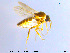  ( - MM-Cer46)  @11 [ ] CreativeCommons - Attribution Non-Commercial Share-Alike (2019) Unspecified NTNU University Museum