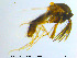  ( - MM-Cer75)  @11 [ ] CreativeCommons - Attribution Non-Commercial Share-Alike (2019) Unspecified NTNU University Museum