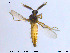  ( - MM-Cer30)  @11 [ ] CreativeCommons - Attribution Non-Commercial Share-Alike (2019) Unspecified NTNU University Museum