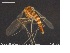  ( - MM-CH04)  @11 [ ] CreativeCommons - Attribution Share-Alike (2019) NTNU Museum of Natural History and Archaeology NTNU University Museum, Department of Natural History