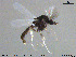  ( - MM-CH187)  @11 [ ] Creative Commons  Attribution Non-Commercial Share-Alike (2020) NTNU University Museum, Department of Natural History NTNU University Museum, Department of Natural History