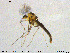  (Cricotopus sp. 34ES - MM-CH188)  @11 [ ] Creative Commons  Attribution Non-Commercial Share-Alike (2020) NTNU University Museum, Department of Natural History NTNU University Museum, Department of Natural History