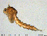  ( - MM-CH198)  @11 [ ] Creative Commons  Attribution Non-Commercial Share-Alike (2020) NTNU University Museum, Department of Natural History NTNU University Museum, Department of Natural History