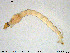  ( - MM-CH199)  @11 [ ] Creative Commons  Attribution Non-Commercial Share-Alike (2020) NTNU University Museum, Department of Natural History NTNU University Museum, Department of Natural History