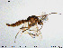  ( - MM-CH207)  @11 [ ] Creative Commons  Attribution Non-Commercial Share-Alike (2020) NTNU University Museum, Department of Natural History NTNU University Museum, Department of Natural History