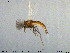  (Pseudorthocladius macrovirgatus - MM-CH208)  @11 [ ] Creative Commons  Attribution Non-Commercial Share-Alike (2020) NTNU University Museum, Department of Natural History NTNU University Museum, Department of Natural History
