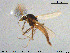  ( - MM-CH209)  @11 [ ] Creative Commons  Attribution Non-Commercial Share-Alike (2020) NTNU University Museum, Department of Natural History NTNU University Museum, Department of Natural History