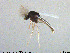  (Acamptocladius - MM-CH224)  @11 [ ] Creative Commons  Attribution Non-Commercial Share-Alike (2020) NTNU University Museum, Department of Natural History NTNU University Museum, Department of Natural History