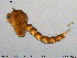  ( - MM-CH244)  @11 [ ] Creative Commons  Attribution Non-Commercial Share-Alike (2020) NTNU University Museum, Department of Natural History NTNU University Museum, Department of Natural History