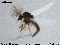  ( - MM-CH27)  @11 [ ] CreativeCommons - Attribution Share-Alike (2019) NTNU Museum of Natural History and Archaeology NTNU University Museum, Department of Natural History