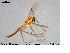  ( - MM-CH29)  @13 [ ] CreativeCommons - Attribution Share-Alike (2019) NTNU Museum of Natural History and Archaeology NTNU University Museum, Department of Natural History