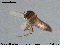  (Thienemanniella cf. cubita - MM-CH30)  @11 [ ] CreativeCommons - Attribution Share-Alike (2019) NTNU Museum of Natural History and Archaeology NTNU University Museum, Department of Natural History