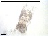  (Cerviniella - MM000402_crustaceans_Harpacticoida_Aegisthidae)  @11 [ ] © (2020) Dr. Nancy F. Mercado Salas German Center for Marine Biodiversity Research