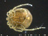  ( - HYDCA158)  @11 [ ] Creative Commons  Attribution Non-Commercial Share-Alike (2019) NTNU University Museum, Department of Natural History NTNU University Museum, Department of Natural History