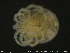  ( - HYDCA161)  @11 [ ] Creative Commons  Attribution Non-Commercial Share-Alike (2019) NTNU University Museum, Department of Natural History NTNU University Museum, Department of Natural History